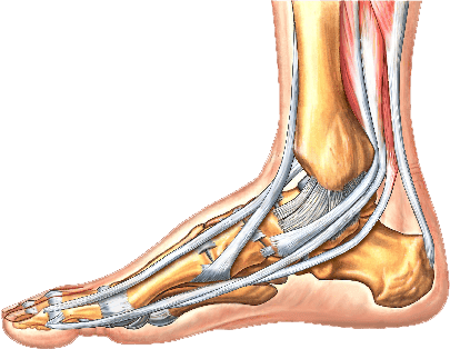 An image of the underlying tendon and bone structure of an ankle.