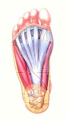 An illustration of a foot's underlying soft tissue.