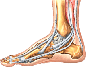 anatomy of ankle